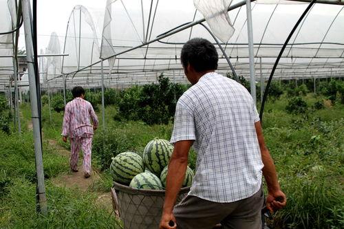 业姚莹吃瓜,娱乐圈的“瓜田”再掀波澜