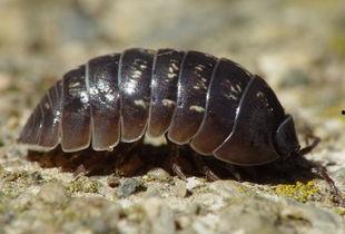 只吃瓜的害虫,揭秘只吃瓜的神秘害虫