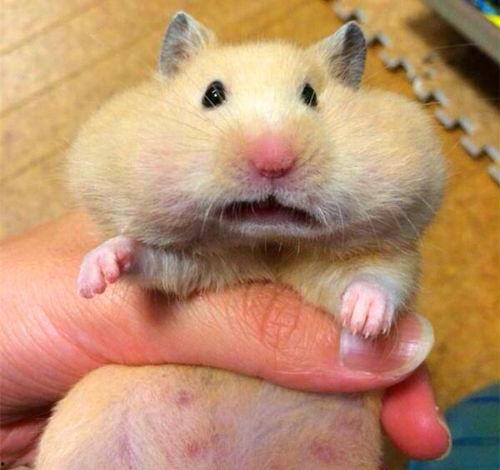 仓鼠是不是吃瓜,揭秘它们是否爱吃瓜果