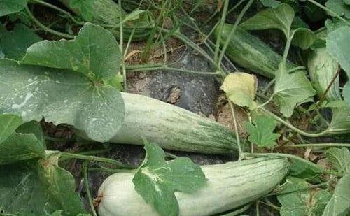 酥瓜什么时候吃,酥瓜的最佳食用时机揭秘