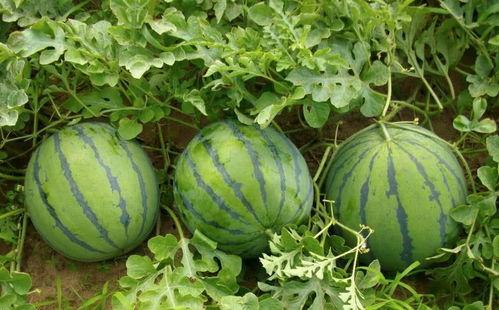 韩国吃的瓜是什么瓜,揭秘韩式特色食材