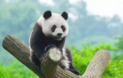 熊猫吃狗头瓜