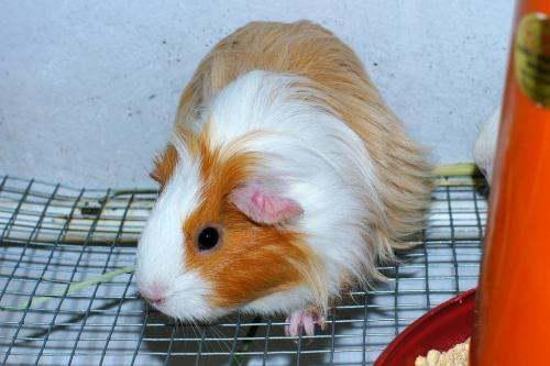 黄色吃瓜豚鼠,揭秘萌宠界的趣味奇观