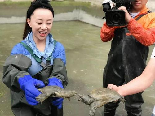 夏邑吃瓜事件情况,一场网络舆论的风波与反思