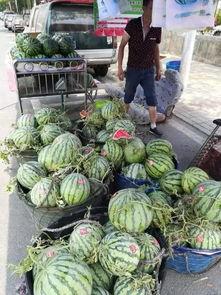 南乐吃瓜事件,一场网络热议背后的真相揭秘